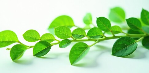 Delicate leafy greens spread on pure white surface, botany, plants
