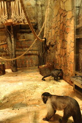 Small monkeys of the capuchin breed run and frolic in the enclosure. Monkeys