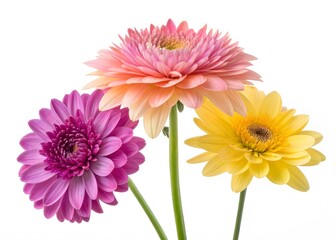 Fototapeta premium Flower of beautiful orange and pink bouquet dahlia macro nature isolated