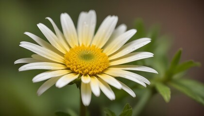 Fototapeta premium Close-up shot of a yellow daisy with white-tipped petals, surrounded by green leaves with finely divided segments, and a small bud, all resting on a thin, brown branch