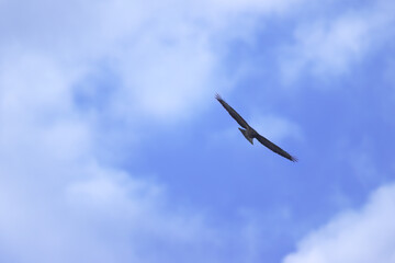 Silhouette buzzard in the cloudy sky, buzzard with spread wings, gray clouds and blue sky in the background, bird of prey before a thunderstorm, Buteo buteo