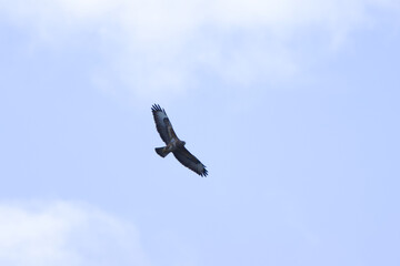 buzzard in the cloudy sky, buzzard with spread wings, gray clouds and blue sky in the background,...