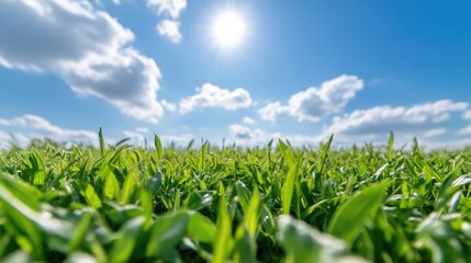 Fototapeta premium Vibrant green grass field under a bright blue sky with white clouds and shining sun on a clear summer day.