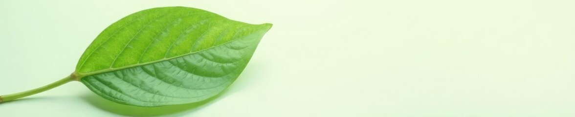 single leaf with veins on a minimalist background, leaf, foliage photography, leaves