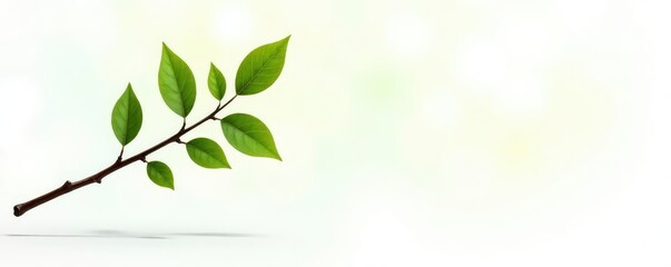 Fototapeta premium Small tree branch with few leaves isolated on white, closeup, wood