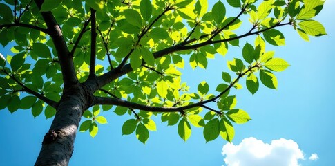 Fototapeta premium Tree's branches stretching towards the sky with leaves and twigs, trunk, serene, tree