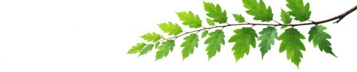 Fototapeta premium A single branch of oak tree on white background, leafy, green, nature