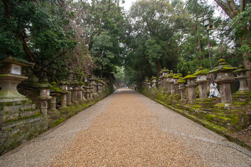 Sacred Path Lined with Ancient Stone Lanterns in Forest Shrine