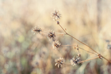 Dried flowers at sunset, blur and green with blurred background, shallow depth of field, beautiful autumn nature background