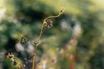 Dry wild flowers at sunset, photographed using eye level angle and thick bokeh background, nature abstract wallpaper