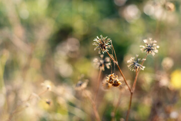 Dry wild flowers at sunset, photographed using eye level angle and thick bokeh background, nature abstract wallpaper