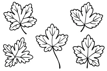 Obraz premium Geranium Leaf Line Art Illustration Creative Botanical Art for Prints 