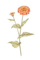 Obraz premium Vintage watercolor illustration of zinnia flower on transparent background.