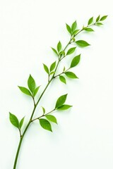 Obraz premium Long isolated branches with green leaves on white background, calm, foliage, minimalist