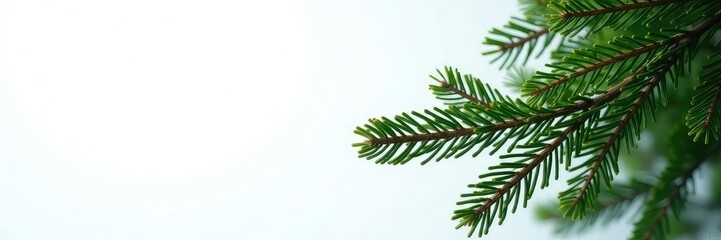Long, slender branches of fir tree against white backdrop, evergreen, backdrop, fir