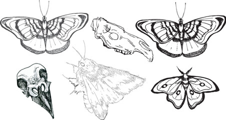 Set line art drawing clipart halloween holiday party invitation. Witch minimalistic items icons horse skull butterfy moth magic theme design elements Gothic realistic cartoon style hand drawing ink