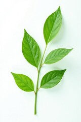 Obraz premium Single branch isolated on white background with subtle texture, greenery, landscape