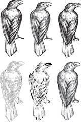 Hand drawn clipart stylized raven line art doodle Crow sketch contour design element grunge animal collection isolated graphic on white set black birds hand drawn ink pen drawing illustration outline