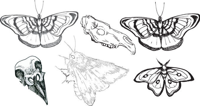 Set line art drawing clipart halloween holiday party invitation. Witch minimalistic items icons horse skull butterfy moth magic theme design elements Gothic realistic cartoon style hand drawing ink