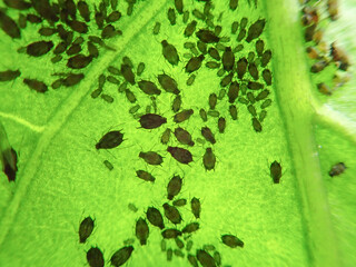 Aphids that feed on the underside of leaves to suck nectar, aphids on the inside of the leaf....