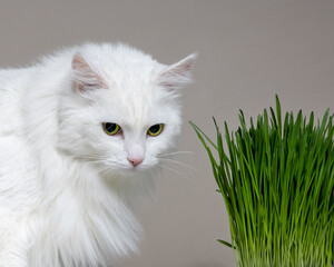 Fluffy white cat curiously observes grass in a pot