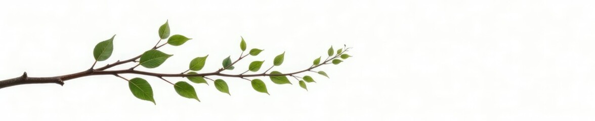 Fototapeta premium A few branches with leaves in a container isolated on white background, nature photography, botanical