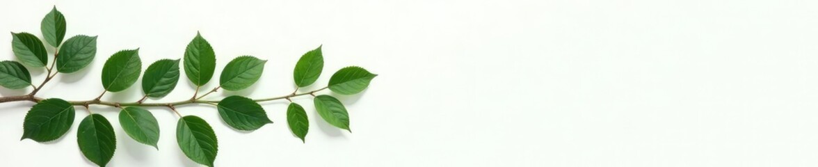 Dark green branches isolated on white background with subtle texture, conveying natural elegance, isolated, green, leafy