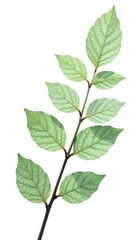 Fototapeta premium Delicate branches with leaves isolated on white background, natural, foliage