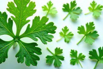Fototapeta premium Delicate parsley leaves forming a repeating motif, herb, texture, motif