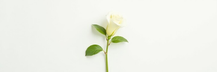 Obraz premium High-contrast shot of a single stem against white background, light, contrast, organic
