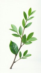 Fototapeta premium Isolated branch with delicate foliage on white background, minimalist, greenery, isolated element