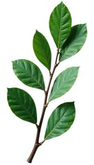 Obraz premium Isolated eucalyptus leaves with texture details shown, plant life, , eucalyptus branches