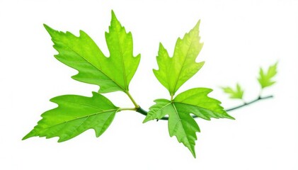 Isolated sapling, vibrant green leaves, pure white background , sapling, environment, fresh