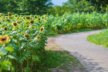 夏の終わりのひまわり畑と小道