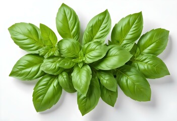 Fresh green basil leaves isolated on white background