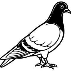 Pigeon bird simple black line art image, Black bold outline vector icon, Bird vector illustration