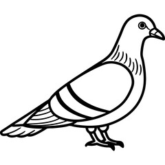 Fototapeta premium Pigeon bird simple black line art image, Black bold outline vector icon, Bird vector illustration