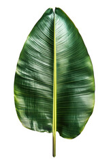 Large green banana leaf with natural texture and veins nature close-up lush environment vibrant concept