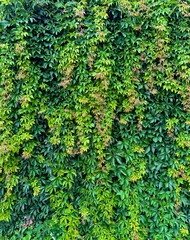 Obraz premium Lush green ivy wall with dense leaves covering an outdoor surface.