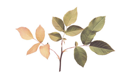 Delicate small rose leaf twigs with green leaves for nature photography