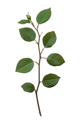 Fototapeta premium Nature's delicate rose leaf twigs with five green leaves isolated in a studio environment