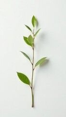 Fototapeta premium Delicate branch with tiny leaves on a white background, minimalist, small leaves, single stem