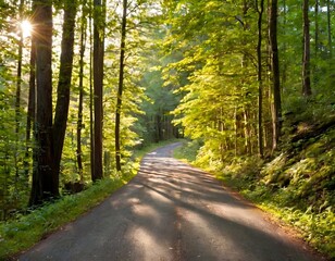 Fototapeta premium An empty road cutting through a thick forest. Tall trees line the path, and the sunlight filters through the leaves, casting patterns on the quiet road.
