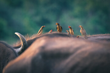 Obraz premium Oxpeckers on the buffalo in the Kruger National Park