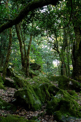 Obraz premium Green moss-covered rocks surrounded by forest near a levada in Madeira.