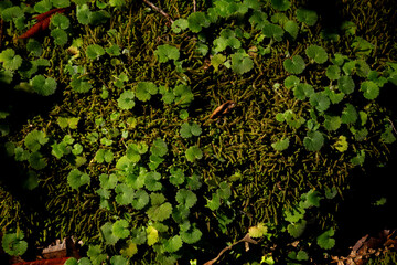 Lush green plants and trees in a forest environment.