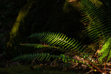 Single fern plant lit by sunlight in a forest. Bright green with shadows.