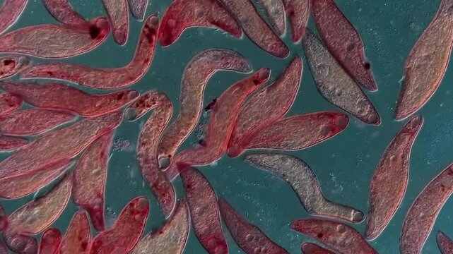 Microorganisms under the microscope  background