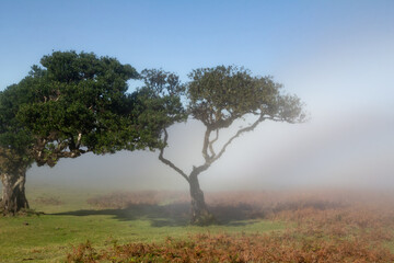 Tall trees rising from the mist surrounding Fanal Pond, their branches reaching through the soft...
