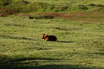 A ginger-colored cow resting calmly on a lush green field near Fanal Pond in Madeira.